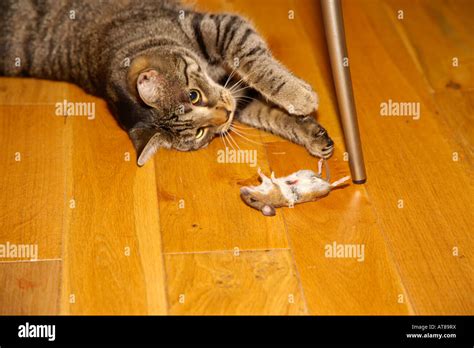 Image result for Cat Playing with Mouse