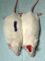 Lab Mouse Ring Tag に対する画像結果