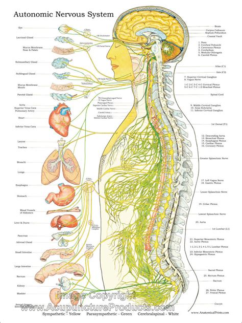Autonomic Nervous System Function Chart に対する画像結果
