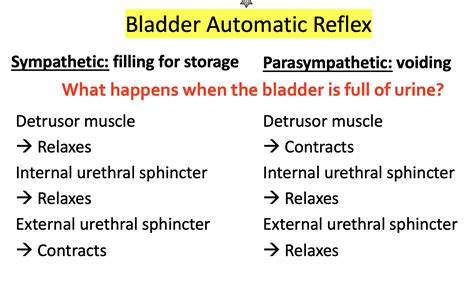 Image result for Bladder Stretch Reflex