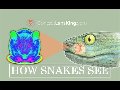 Image result for Pit Fundus Python