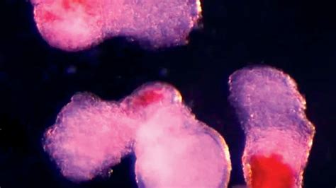 Toradh íomhá ar Lab Made Cell Structures