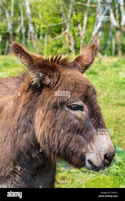Image result for Person On a Donkey Side View