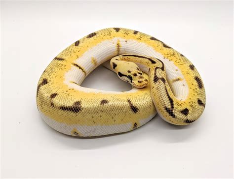 Image result for Bumble Bee Python Fire