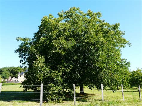 Toradh íomhá ar Houston Tree Types