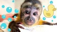 Image result for Monkey Boo Channel