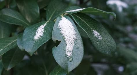 Powdery Mildew Crape Myrtle に対する画像結果