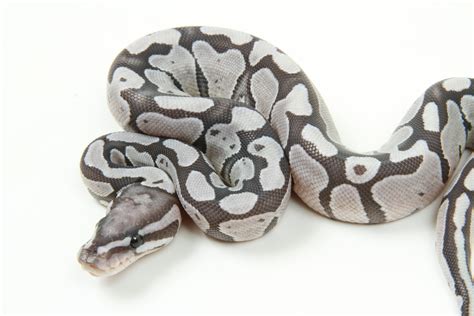 Toradh íomhá ar Ball Python Morphs Axanthic Ghost