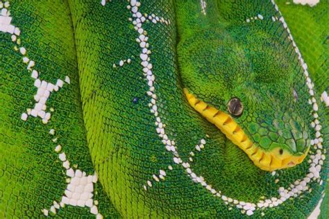 Image result for Emerald Tree Boa Eyes