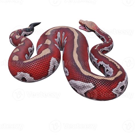 Blood Python Substrate に対する画像結果