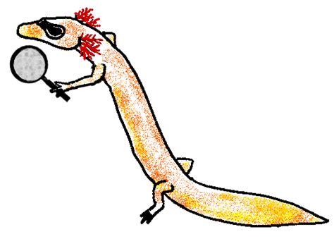 Image result for Math Salamanders