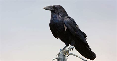 Image result for Ravens Bird and Cats