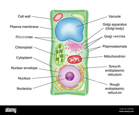 Afbeeldingsresultaten voor Basic Plant Cell Structure