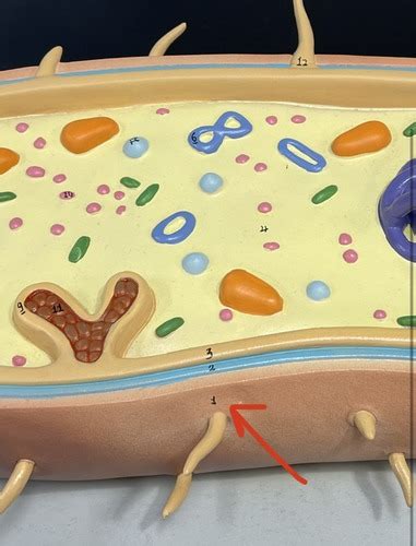 Image result for Lab Cell Model Labeled