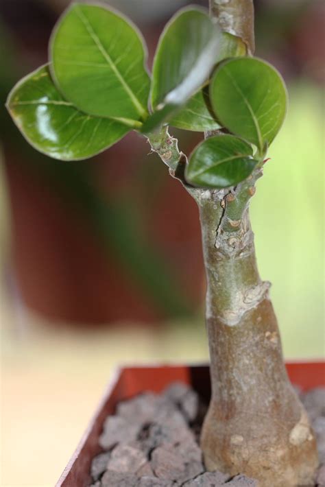 Image result for Adenium Boehmianum