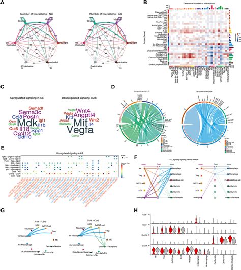Cell-Cell Interaction Network Visualization に対する画像結果