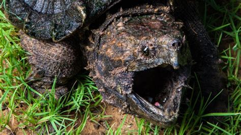 Do Turtles Have Teeth? [Or Tongue, Beak, etc?] – The Turtle Hub