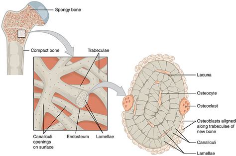 Toradh íomhá ar Compact Bone Tooth Structure