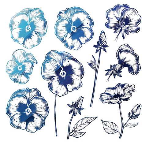 Image result for Pansy Shell Vector