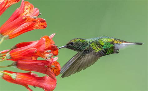 12.25: Bird Ecology - Biology LibreTexts