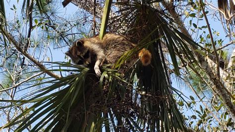 Image result for Raccoon Scats Identification Chart