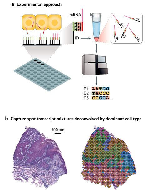 Image result for Transcriptomics Diagram