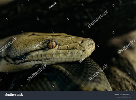 Acbar Snake Python に対する画像結果