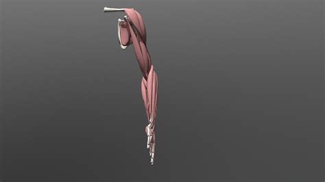 Image result for Simple Arm Model