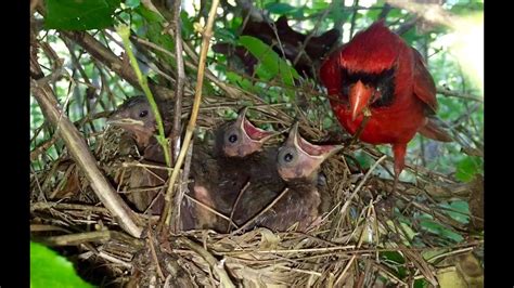 How to Build a Cardinal Nest に対する画像結果