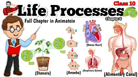 Image result for Poster On Life Processes