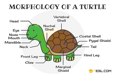 Turtle Shell Anatomy に対する画像結果