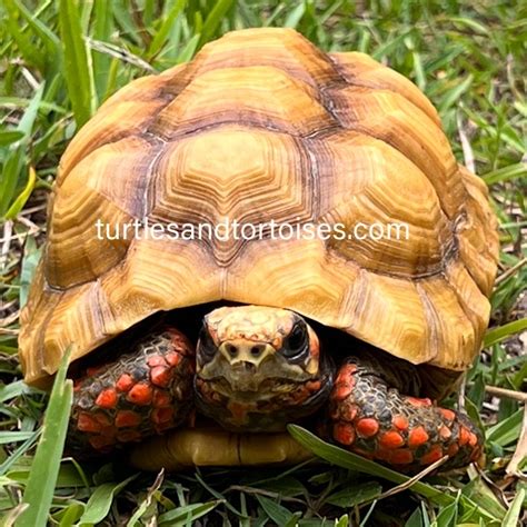 Afbeeldingsresultaten voor Red Foot Tortoise Shell Rot
