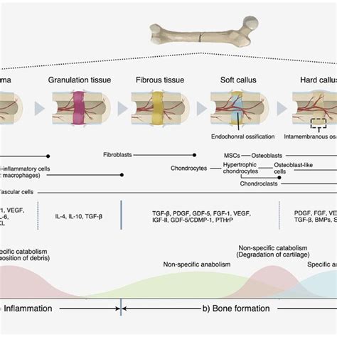 Image result for Process Bone