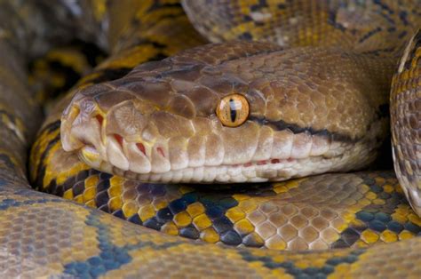 Reticulated Python Humanoid に対する画像結果