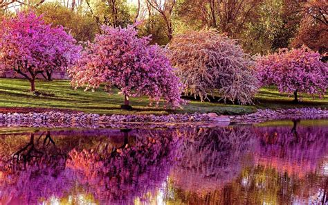 Image result for Spring Scenes Photography