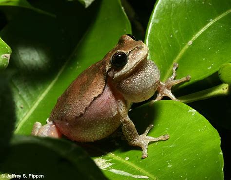 Smug Tree Frog に対する画像結果