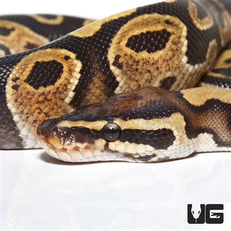 Toradh íomhá ar Snake Ball Python Face