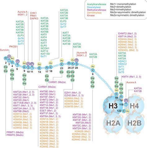 Toradh íomhá ar Histone Modification Cell Division