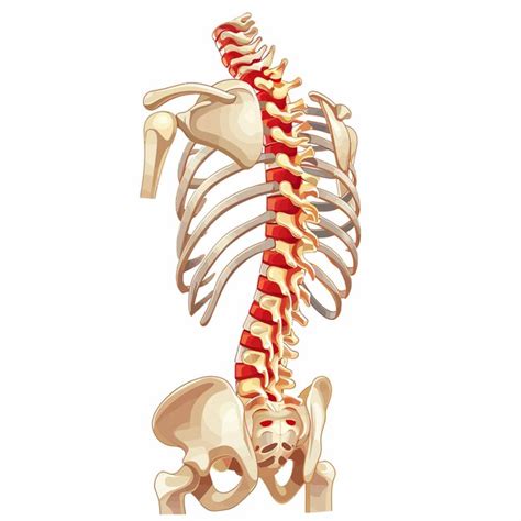 PivotTable Back Bone に対する画像結果
