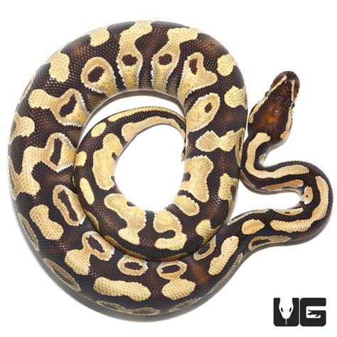 Image result for 5Ft Ball Python