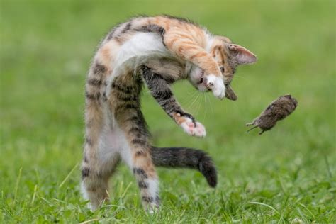 Image result for Cat Playing with Mouse