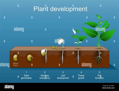 Image result for Flower Development Evolution