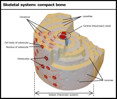 Image result for Basic Structure of Compact Bone
