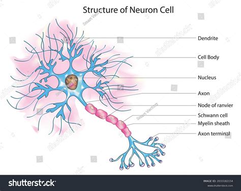 Structure Neuron Cell Anatomy Neuron Cell Stock Vector (Royalty Free ...