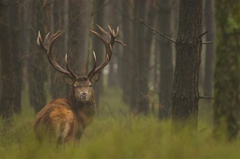 Image result for Wild and Out of Control Meme