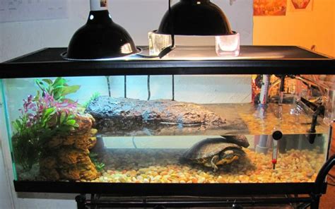 Toradh íomhá ar Large Turtle Tank Setup