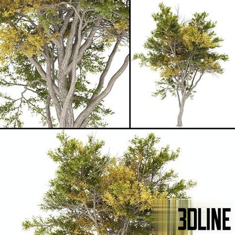 Toradh íomhá ar Tree Textures High Poly