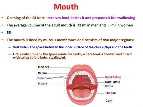 Image result for Watching Food in Mouth Digestive System