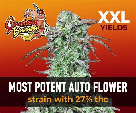 Toradh íomhá ar Autoflower Week 5