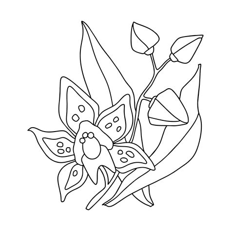 Image result for Orchid Flower Coloring Pages